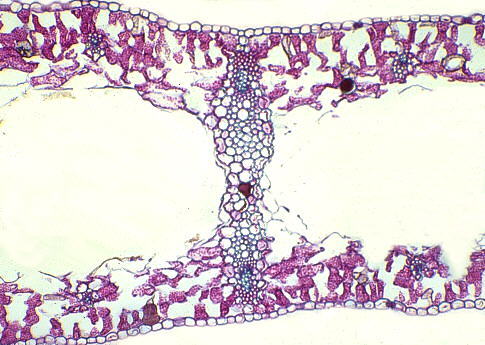 Epidermide dorsale Foglia unifacciale aerenchima Epidermide