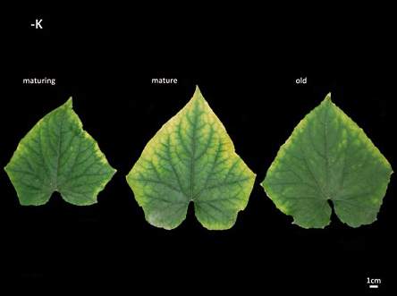 Cetriolo K Carenza di K su foglie di età diversa Fonte: