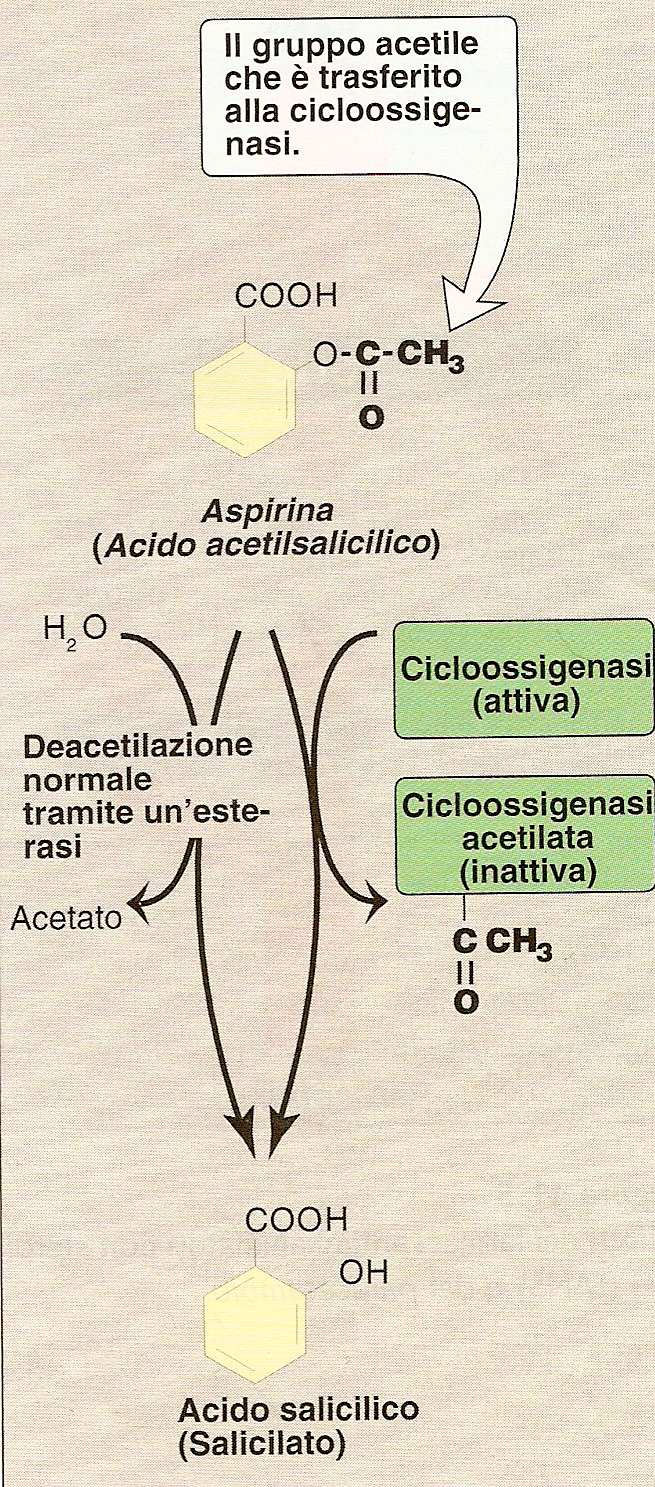 Metabolismo dell acido acetilsalicilico e acetilazione della