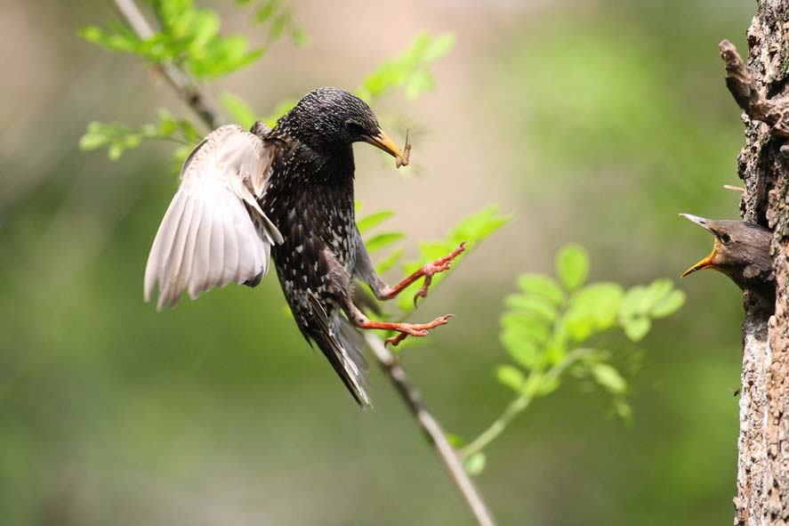 FARMLAND BIRD INDEX E WOODLAND BIRD INDEX 2-21 ABRUZZO Storno R.