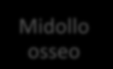 MASTOCITOSI SISTEMICA: problemi clinici Midollo osseo anemia piastrinopenia INFILTRAZIONE DI MASTOCITI ossa Fratture