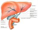 mucose Vasculiti Papule Infiltrati polmonari Difficoltà respiratoria Tosse Dolori muscolari Debolezza muscolare Diarrea