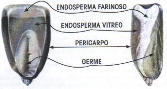 Struttura della