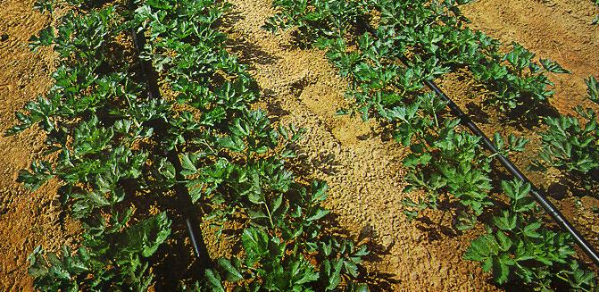 Gli impianti aziendali Sono stati introdotti impianti aziendali che distribuiscono l acqua in tutte le parti del campo con