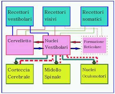 Postura: rapporto reciproco dei vari segmenti corporei in un dato istante Equilibrio: il rapporto ottimale tra il corpo e l ambiente La postura più corretta è quella che consente la massima