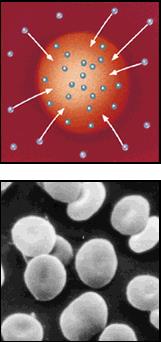 Osmosi e Globuli Rossi Soluzione Isotonica La soluzione esterna ha la stessa concentrazione dei globuli rossi Soluzione Ipertonica La