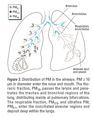 Distribuzione delle polveri sottili nelle vie aeree PM> 10microg: naso e bocca PM 10: