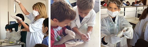 Una mia compagna di classe ha portato a scuola il guscio di un riccio di mare raccolto durante le vacanze estive.