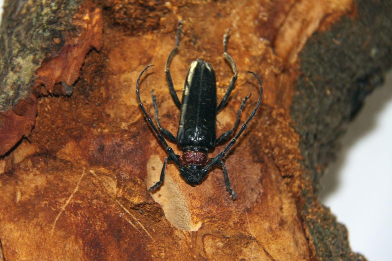 SERVIZIO FITOSANITARIO REGIONALE Aromia bungii (Cerambicide dal collo rosso) Adulto di Aromia bungii (foto SFR Campania) L Aromia bungii (Faldermann) è un coleottero della famiglia dei Cerambycidae,