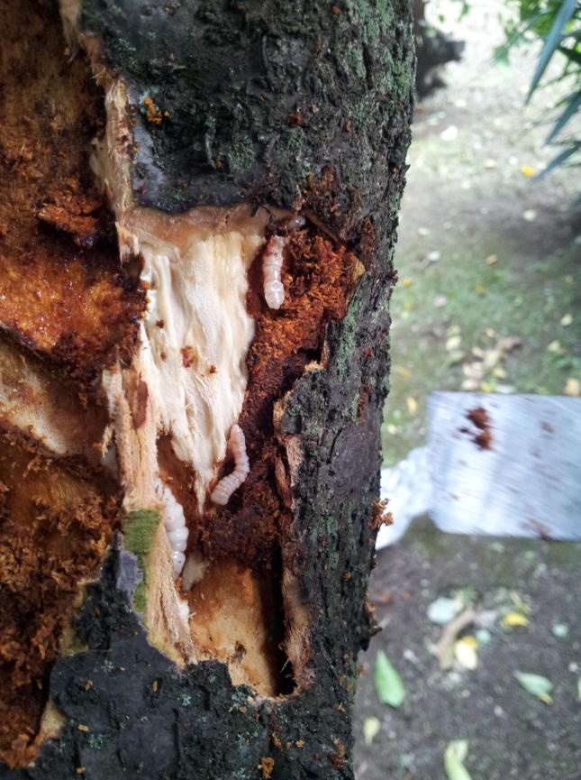 Visibili le gallerie profonde e l accumulo di rosura all interno del tronco scavato dalle larve (foto SFR Campania) La larva tipica (larva di tipo A) ha una colorazione rossastra sul pronoto, ma