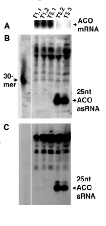 La presenza di piccoli RNA correla con l RNA interference In piante in cui sta avvenendo PTGS sono presenti RNA di circa 25 nt,