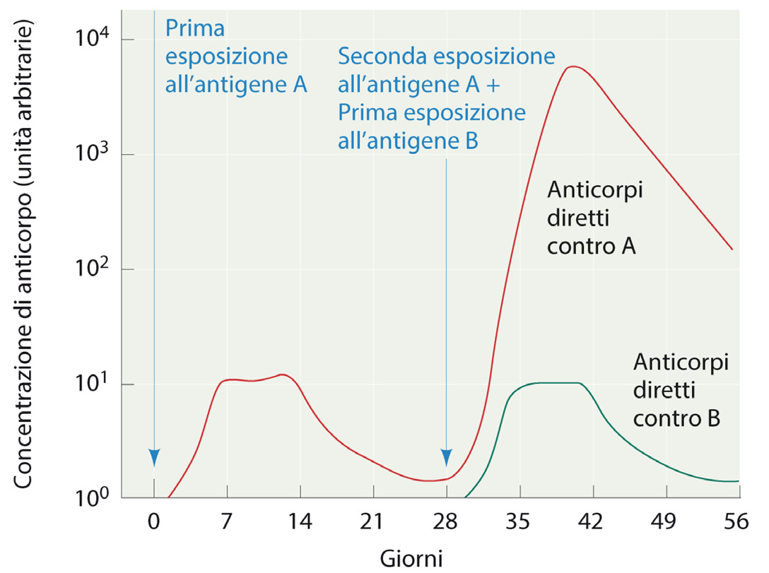 Nella figura: Funzione degli anticorpi nel facilitare la distruzione di agenti estranei (i cosiddetti antigeni) e iniziano a produrre delle proteine (gli anticorpi) per provare a legare e