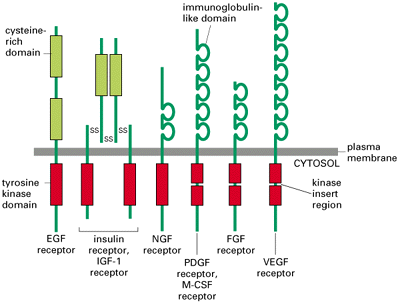 I Recettori dei Fattori di Crescita Genetica delle Neoplasie I Recettori ERB Famiglia di tre tipi di recettori (erb-b1, 2 e 3) Erb-B1 e 3 sono over-espressi in una varietà di tumori (polmone, vescica