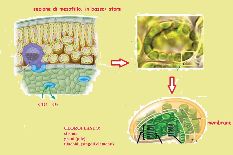 Cloroplasti: grani e tilacoidi I cloroplasti contengono lo stroma (un liquido denso) e i tilacoidi