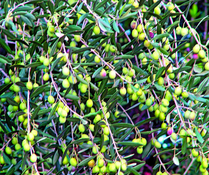 A R B O R I C O L U R A 2 4 Alcune delle piante di olivo secolari identificate e di cui sono stati valutati gli oli. Foto 2 - Olivo di Lu Monferrato. Foto - Olivo di Corteranzo di Murisengo.
