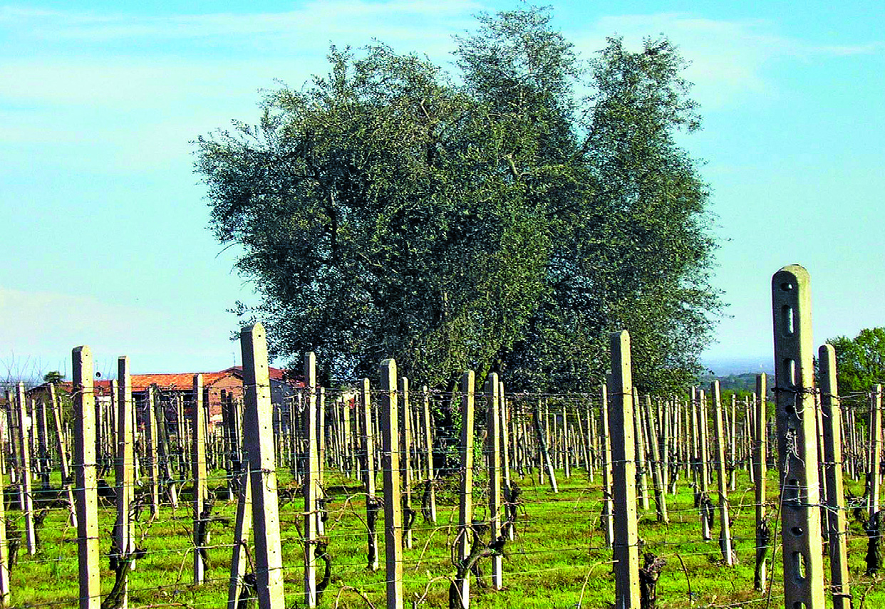 Gli olivi del Monferrato Casalese provvisoriamente sono stati denominati con sigle in attesa della verifica genetica.