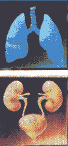 Regolazione acido base: Produzione metabolica ed eliminazione di acidi ed alcali Le variazioni di ph nei liquidi organici devono mantenute entro limiti molto ristretti (mammiferi tra 6.8 7.