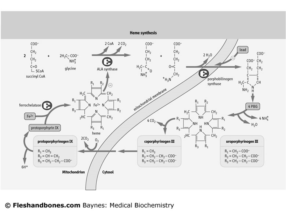 Heme synthesis SINTESI DELL EME Piridossal fosfato acido delta ALA ZINCO Porfobilinogeno deaminasi Uroporfirinogeno