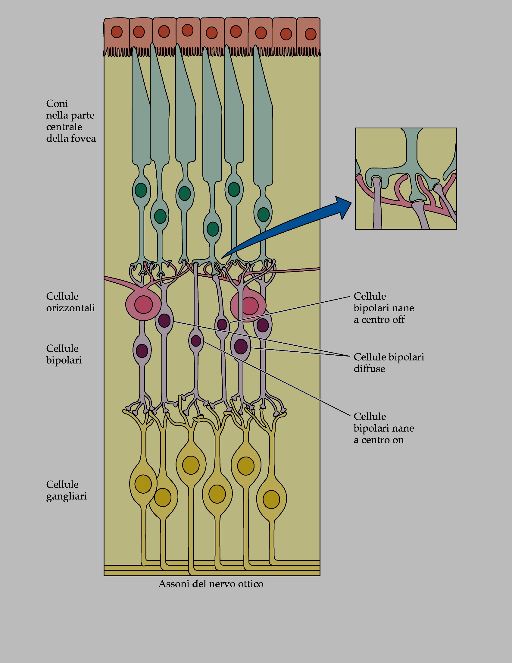 //La retina: cellule bipolari Esistono tipi diversi di cellule bipolari, per esempio: Cellule bipolari diffuse: Ricevono segnale di