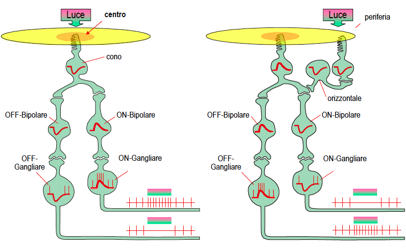 //La retina: cellule gangliari (ON / OFF) Risposte di una depolarizzazione di cellule gangliari a cento-on i cui campi recettivi (A-E) siano distribuiti attraverso un bordo di