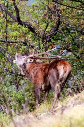 7. BAGNO DI ROMAGNA «IL BRAMITO DEL CERVO» Nel periodo 15 settembre, 15 ottobre, le foreste casentinesi sono oggetto di un evento unico: il bramito del cervo.