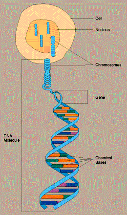What is a SNP? Example of a given sequence of bases in a fragment of DNA:...CCATTGACTT......CCTTTGACTT.