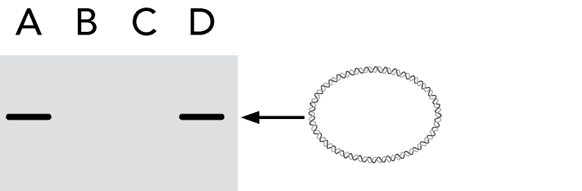 Per acidi nucleici non lineari, la velocità di migrazione è funzione non solo del rapporto carica/massa, ma anche della