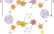 La struttura del DNA Le purine si appaiano con le pirimidine; tra adenina e timina ci sono due legami a idrogeno; tra citosina e guanina ce ne sono tre; i