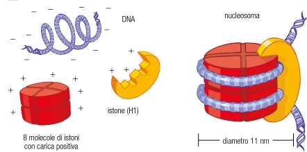 Il nucleosoma La cromatinaè formata da istoni carichi positivamente e perciò attratti dal DNA; ci sono 5 tipi di istoni sui quali si avvolge il DNA formando il