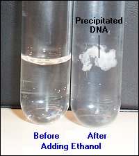 Purificazione di DNA plasmidico Sali ed alcol sono aggiunti alla soluzione acquosa di DNA L acqua è una molecola polare.