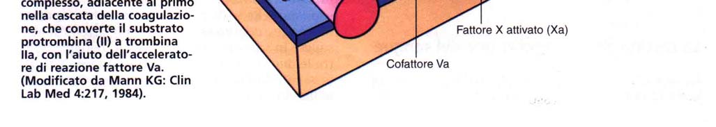 Il sistema della coagulazione e della fibrinolisi: la cascata della coagulazione consiste in una serie di conversioni di pro-enzimi dalla forma inattiva a quella attiva e culmina nella formazione