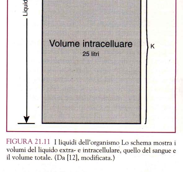 Edema L acqua è il costituente principale dell organismo; il contenuto in acqua del corpo umano corrisponde al 60-65 % del peso corporeo nell uomo e al 55-60% nella donna.