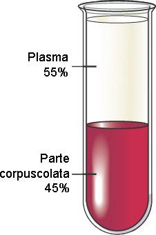 Componenti del Sangue Il sangue è formato da due principali componenti: 1.