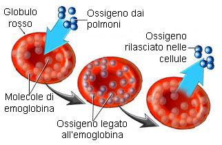 La parte corpuscolata Globuli Rossi Ceduto l'ossigeno, una parte dell'emoglobina si combina con la CO 2 prodotta dal metabolismo cellulare