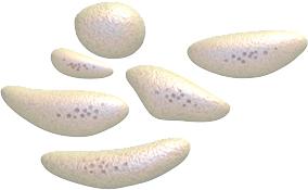 Piastrine La parte corpuscolata Sono corpuscoli di forma lenticolare piccoli, circa ¼ di un