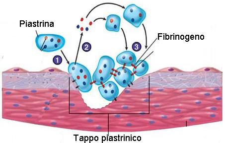 Piastrine La parte corpuscolata Circolano nel sangue ed