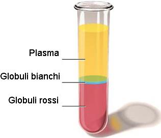 Plasma La parte liquida Il plasma è un liquido viscoso di colore giallo paglierino costituito da acqua (90%) e da sostanze solide.