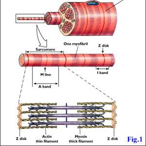 Lo stretching di una fibra muscolare inizia dal sarcomero, l'unità di base della contrazione nella fibra muscolare.