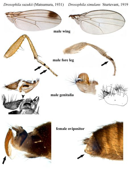 Drosophila suzukii suzukii Matsumura (Spotted Wing Drosophila SWD) Originaria dell Asia sud orientale (India, Bangladesh, SW Cina), diffusa in Japan, Corea, Tailandia e recentemente gli USA (Hawaii,