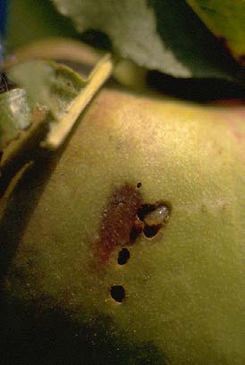Cydia molesta e Anarsia lineatella provocano danni a germogli e frutti del pesco Larva di C.