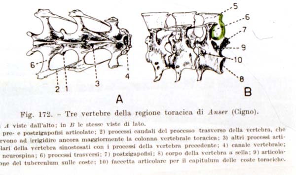 La morfologia delle vertebre è diversa tra vertebrati e rispecchia differenze funzionali per la solidità di articolazione fra vertebre e per i gradi di libertà consentiti per il movimento Diversi