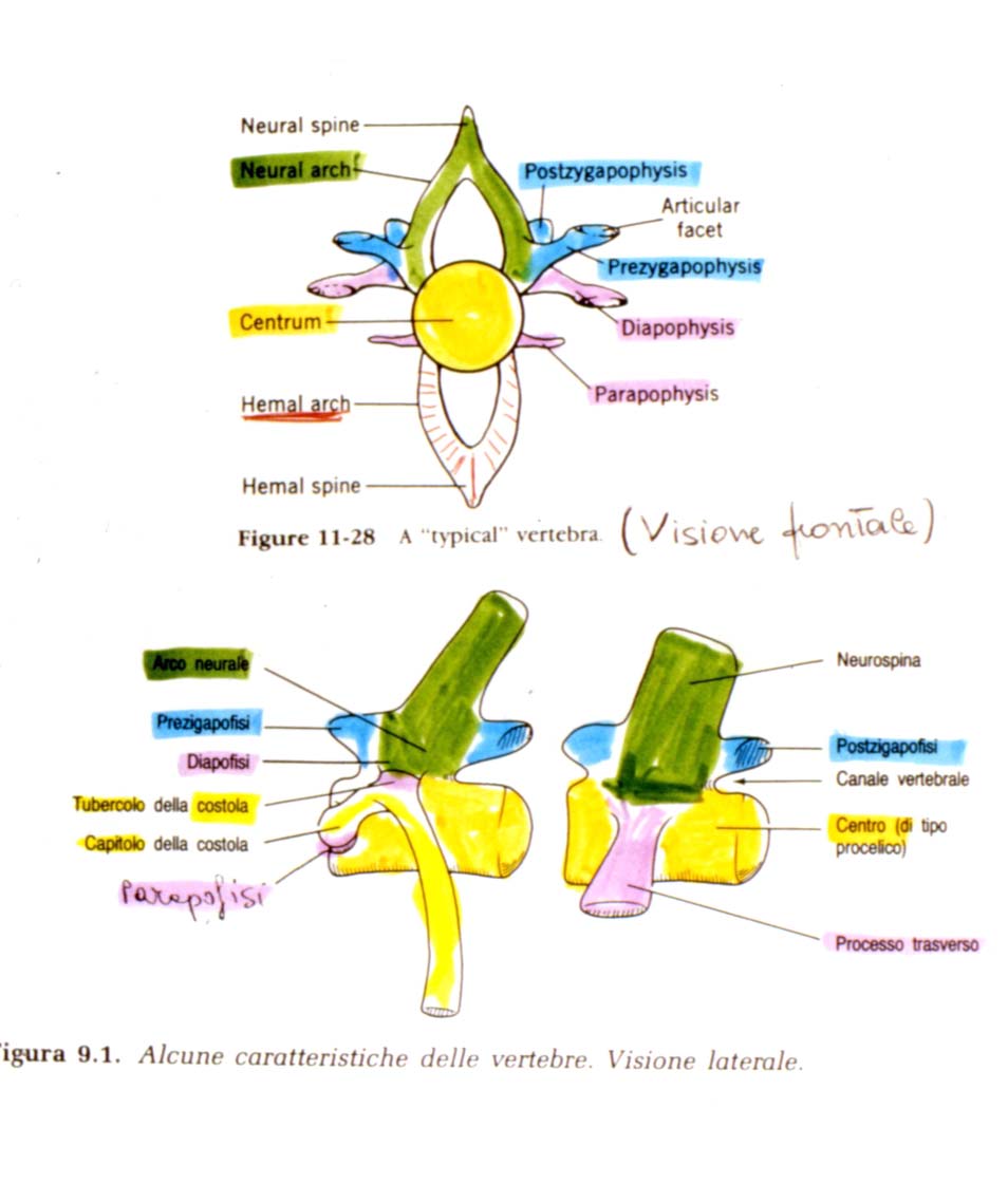 Immagine di una vertebra tipo centrica o spondila arco neurale con neurospina corpo o