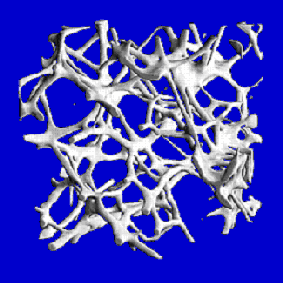 Studio del tessuto osseo e dell osteoporosi