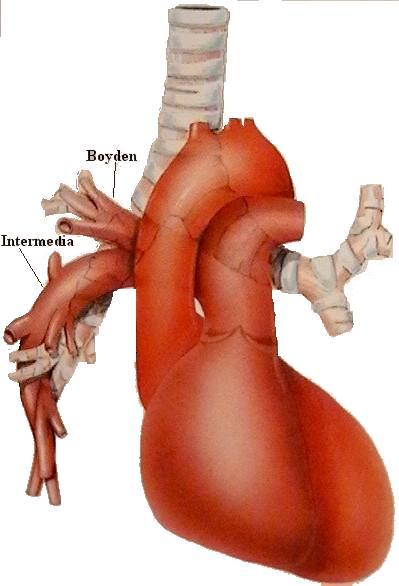 ANATOMIA VASCOLARE ARTERIE L arteria polmonare destra fuoriesce dal mediastino passando posteriormente alla aorta ascendente e alla vena cava superiore; dà origine, subito prima di uscire da