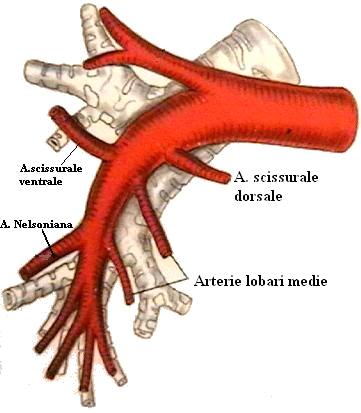 Successivamente l arteria polmonare continua come arteria intermedia, e penetra nella piccola scissura; essa si pone anteriormente al bronco intermedio e circonda l origine del bronco lobare medio.