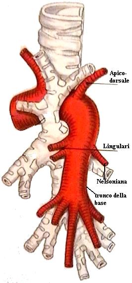 Dà luogo in sede pre-bronchiale e sovrabronchiale alla arteria mediastinica anteriore, da cui originano i rami apicale-ventrale (A1) e ventralemediastinica (A2) per il lobo superiore.