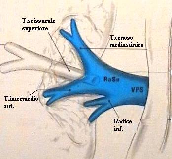 La vena polmonare superiore destra nasce dalla confluenza di due radici; la radice superiore è formata dalla confluenza di tre rami venosi, che dall alto verso il basso sono: - tronco mediastinico