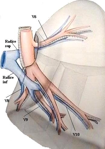 Vena polmonare superiore sinistra La vena polmonare inferiore sinistra drena il Nelson con la radice superiore (V6) e la piramide basale attraverso la radice inferiore (V8-V9- V10).