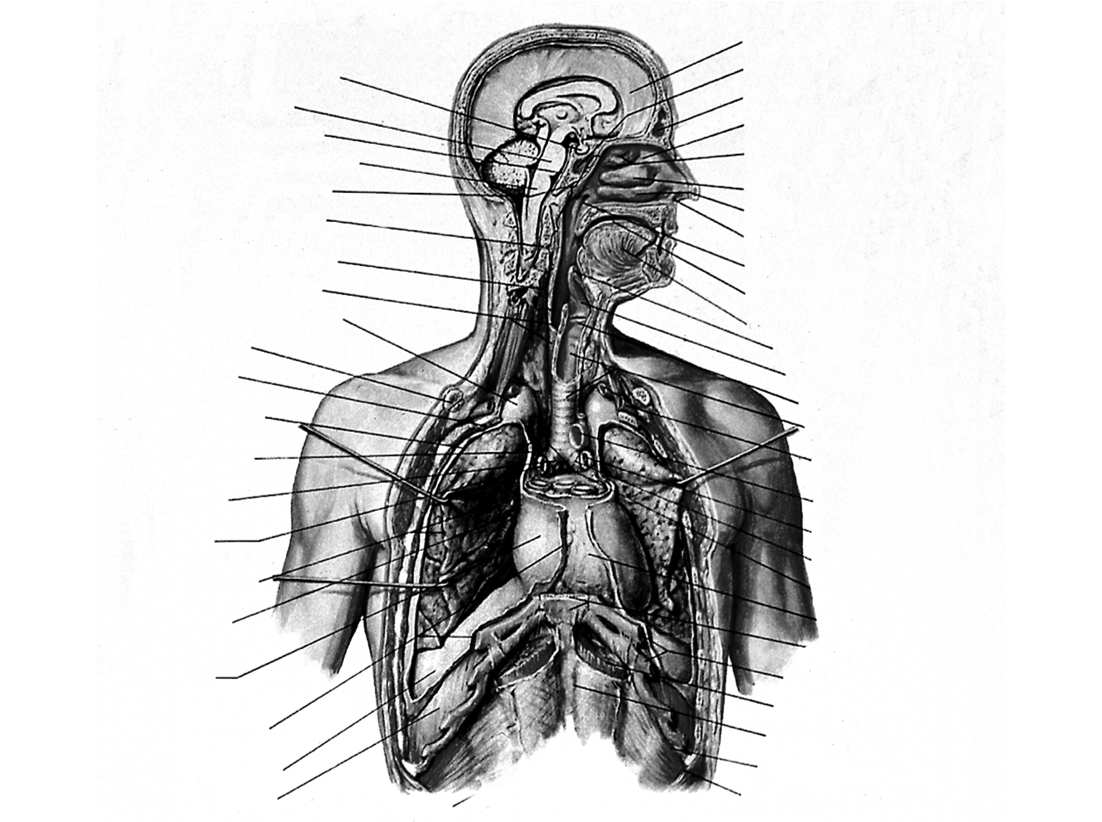 Pituitary gland Pons Dura mater Medulla oblongata Nasopharynx Novartis Oropharynx Laryngopharynx (hypopharynx) Oesophagus Cupula (dome) of pleura Clavicle 1st rib Subcostal parietal pleura