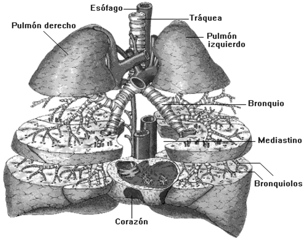 Funzioni vie aeree superiori Riscaldamento Umidificazione Depurazione Fonazione Olfatto A livello della 4-5 vertebra toracica la trachea si divide in due bronchi principali il bronco principale